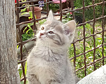 Кошки в Михайловске: Котята, раздаю Мальчик, Бесплатно - фото 3