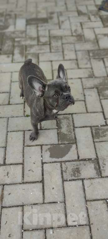 Собаки в Севастополе: Щенок французского бульдога Девочка, 40 000 руб. - фото 2