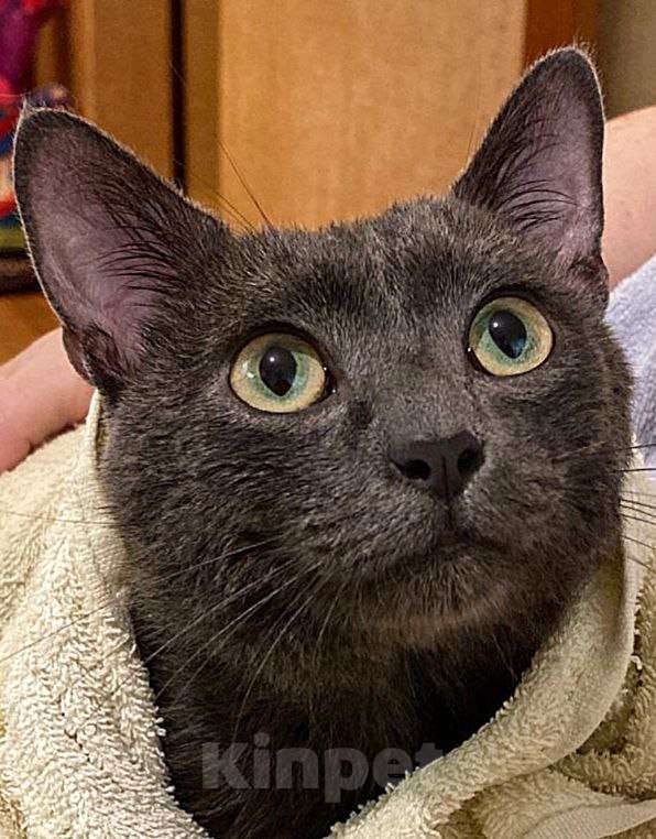 Кошки в Долгопрудном: Оскар идеален для дома Мальчик, Бесплатно - фото 2