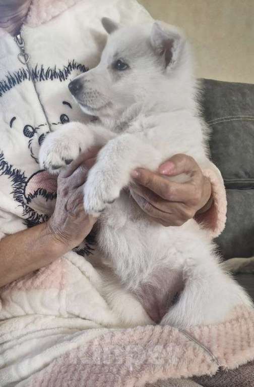 Собаки в Евпатории: Предлагаются щенки белой швейцарской овчарки Мальчик, Бесплатно - фото 4