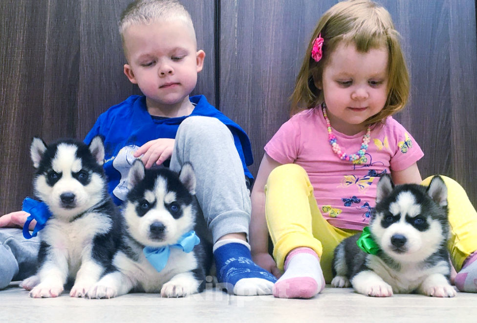 Собаки в Волгодонске: Хаски Щенки Разных окрасов Разнополые, Бесплатно - фото 1