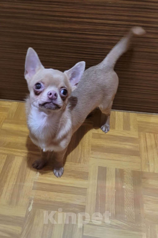 Собаки в Москве: Чихуахуа лиловая девочка Девочка, Бесплатно - фото 1