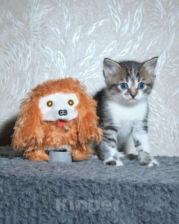 Кошки в Москве: Котята Мальчик, 1 000 руб. - фото 2