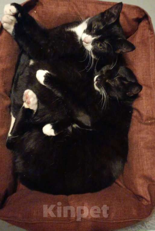 Кошки в Санкт-Петербурге: Катюша и Семен Девочка, Бесплатно - фото 3