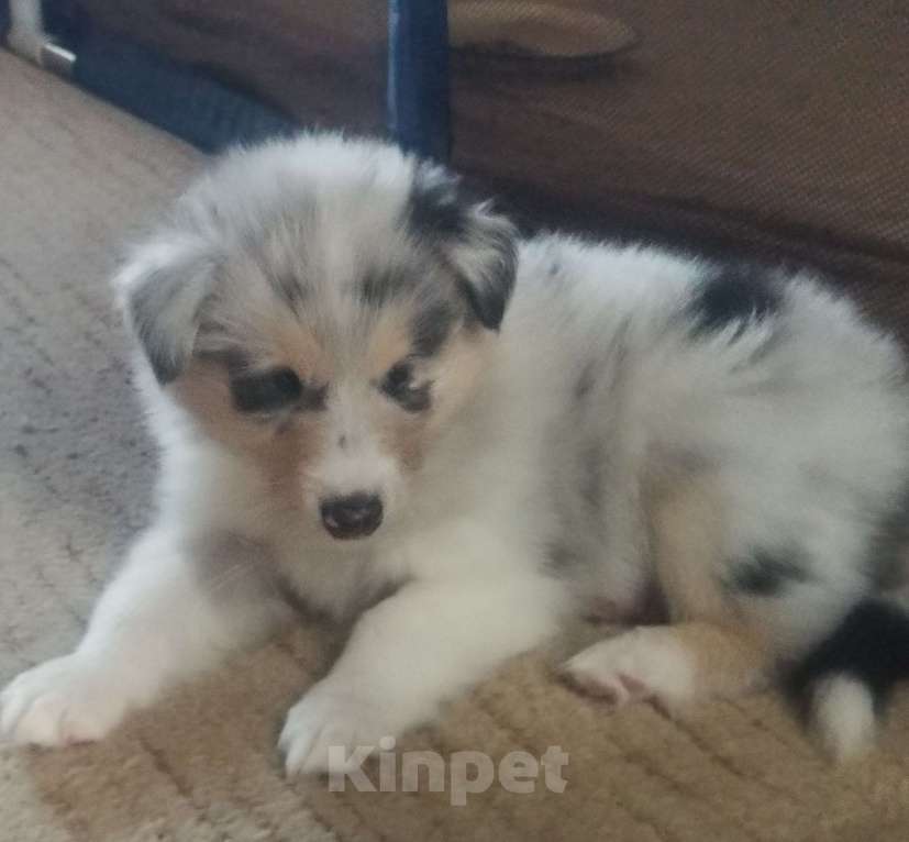 Собаки в Чебоксарах: Очаровательные мальчишки колли Мальчик, 35 000 руб. - фото 4