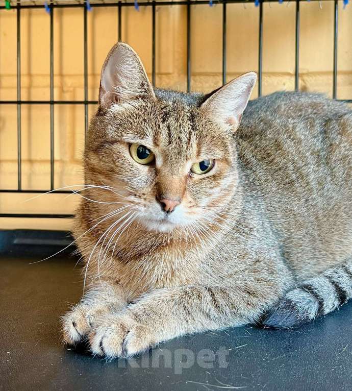 Кошки в Москве: Застенчивая кошечка Рэйчел в дар добрым людям Девочка, Бесплатно - фото 6