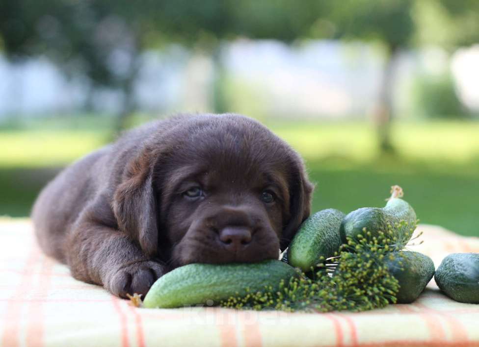 Собаки в Санкт-Петербурге: ЛАБРАДОР РЕТРИВЕР Мальчик, 100 000 руб. - фото 1