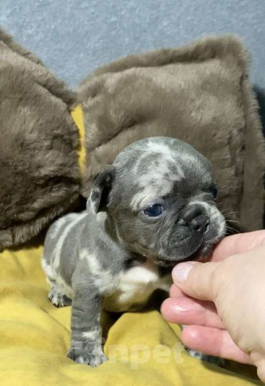 Собаки в Нижнем Новгороде: Щенки французского бульдога. Мальчик, Бесплатно - фото 2