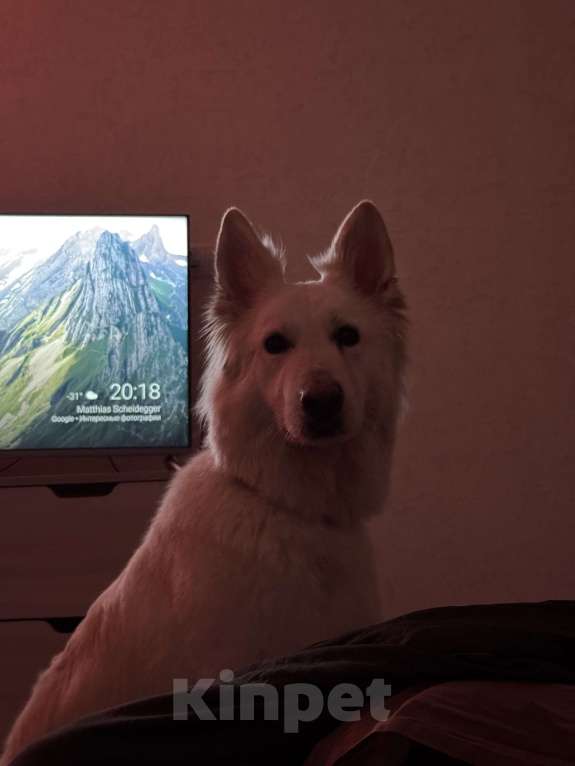 Собаки в Краснодаре: Отдам только в добрый руки собаку  Девочка, Бесплатно - фото 4