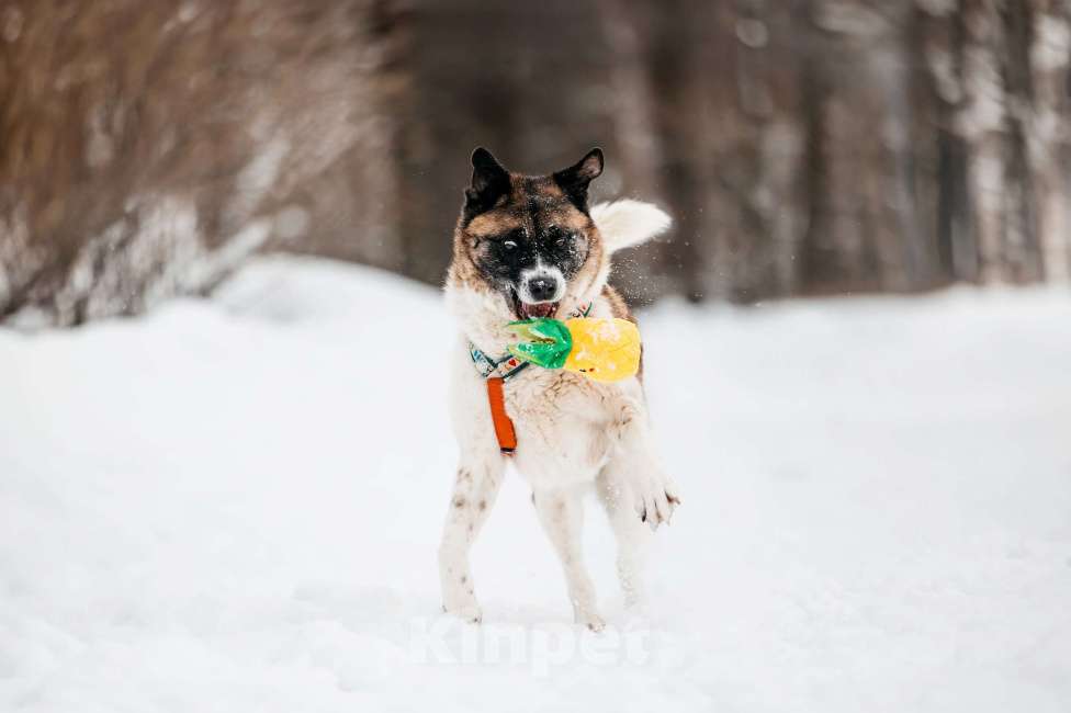 Собаки в Москве: Удивительная Рошель ищет дом Девочка, Бесплатно - фото 5