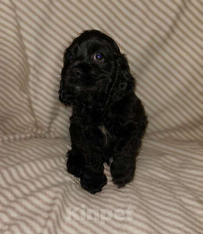 Собаки в Новосибирске: Американский Кокер спаниель щенки Мальчик, 20 000 руб. - фото 2