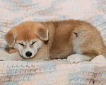 Собаки в Касимове: Шикарный щенок акита-ину  Мальчик, 25 000 руб. - фото 1