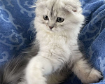 Кошки в Нижнем Новгороде: Мальчик одуванчик  Мальчик, 10 000 руб. - фото 3