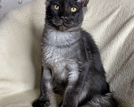 Кошки в Дмитрове: Черный дымчатый мальчик мейн кун Richard Мальчик, 40 000 руб. - фото 2