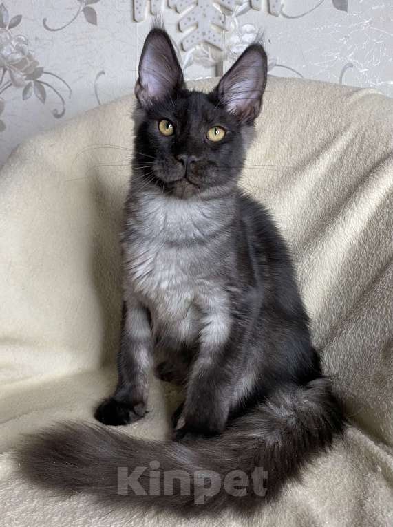 Кошки в Дмитрове: Черный дымчатый мальчик мейн кун Richard Мальчик, 40 000 руб. - фото 2