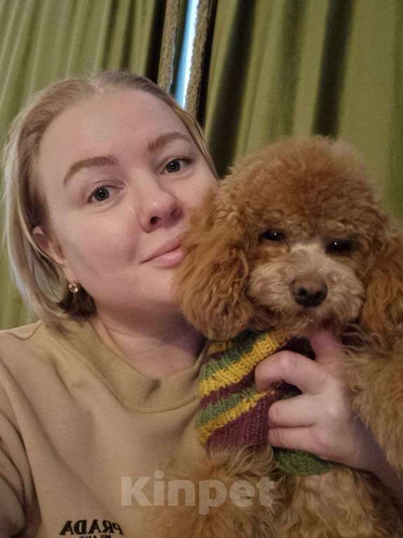 Собаки в Липецке: Продам щенка мальчика Мальчик, 85 000 руб. - фото 7