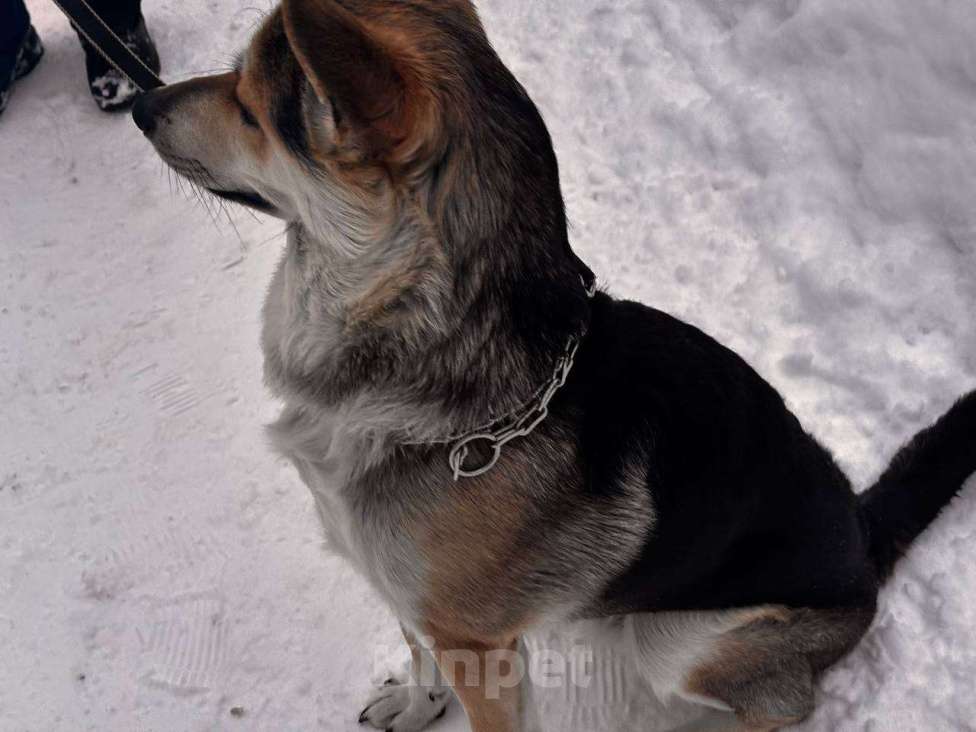 Собаки в Москве: Джокер в добрые руки Мальчик, Бесплатно - фото 2