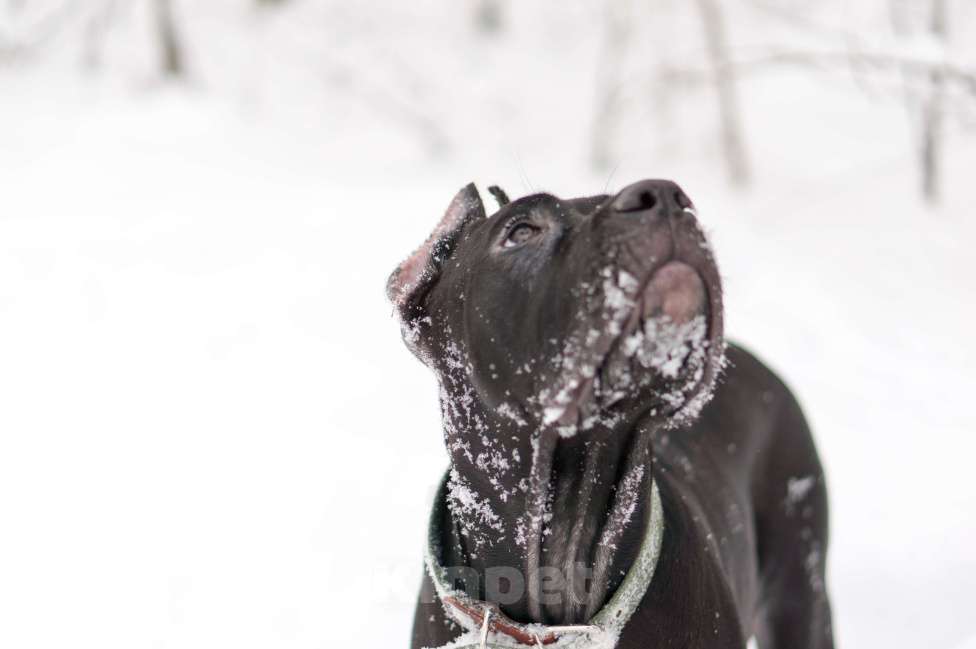 Собаки в Волоколамске: Кане Корсо щенок Девочка, 50 000 руб. - фото 1