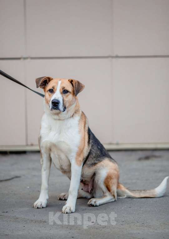 Собаки в Москве: Гаечка Девочка, Бесплатно - фото 12