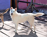 Собаки в Москве: Белый медведь Мишка, изумительный домашний пес в добрые руки Мальчик, 10 руб. - фото 3