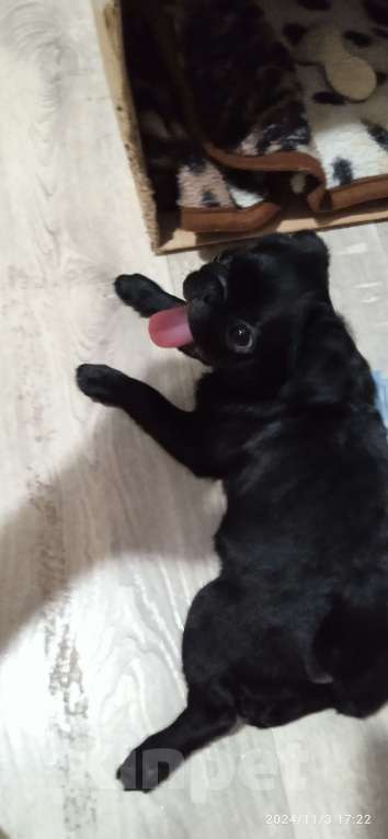 Собаки в Бийске: Продам щенка мопса, девочка.  Девочка, 10 000 руб. - фото 4