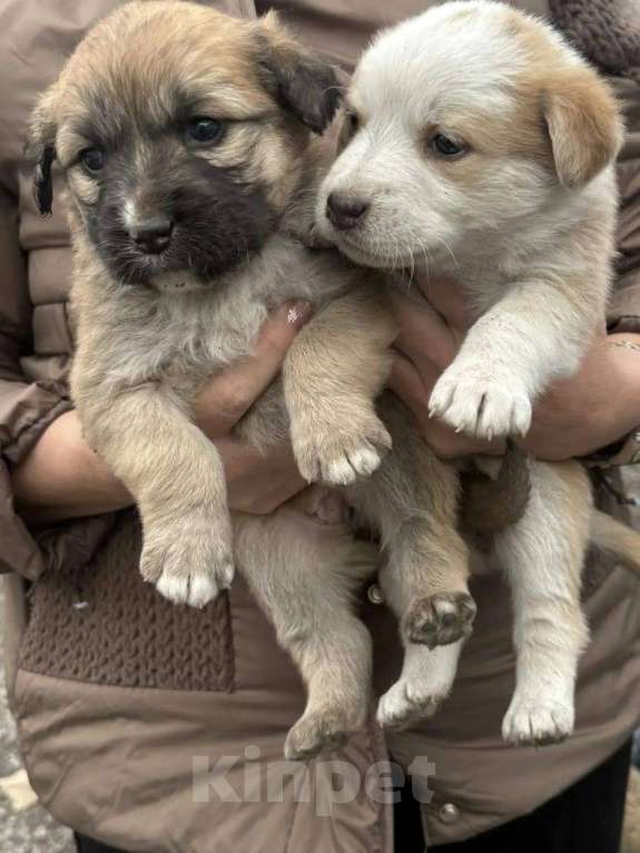 Собаки в других городах Ростовской области: Щенки Девочка, Бесплатно - фото 3