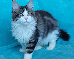 Кошки в Мытищах: Котенок Мейн-кун Мальчик, 35 000 руб. - фото 2