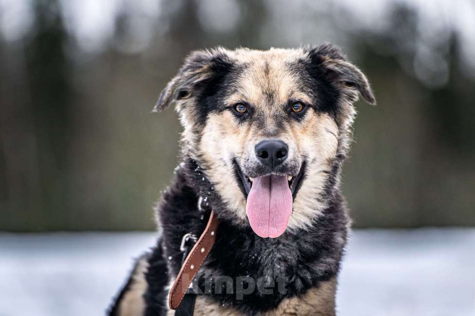 Собаки в Клине: Патрик — красивейший мощный пёс Мальчик, Бесплатно - фото 1