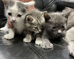 Кошки в Щелково: Русские голубые котята отдам даром  Мальчик, Бесплатно - фото 3