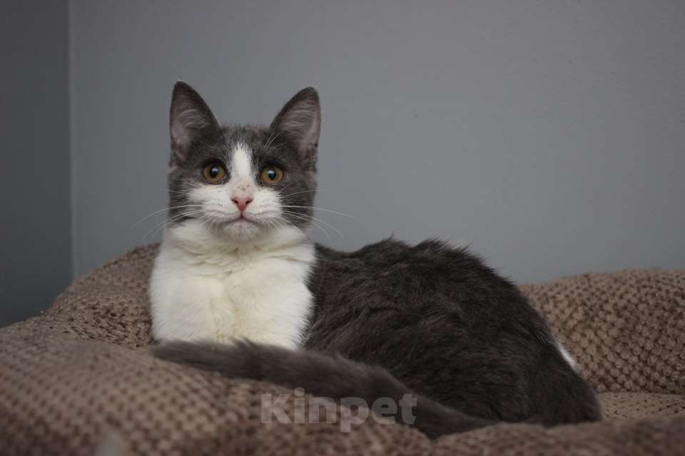 Кошки в Москве: Ласковая 6 мес кошечка Кася ищет семью! Девочка, Бесплатно - фото 1