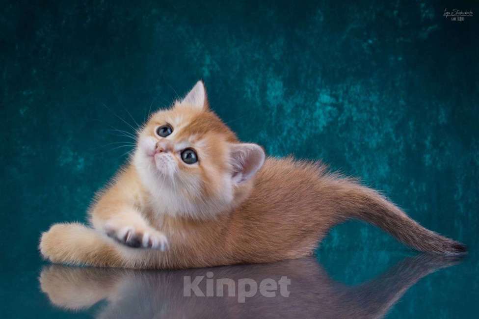 Кошки в Петрозаводске: Шотландские котята золотая шиншилла Мальчик, 50 000 руб. - фото 6