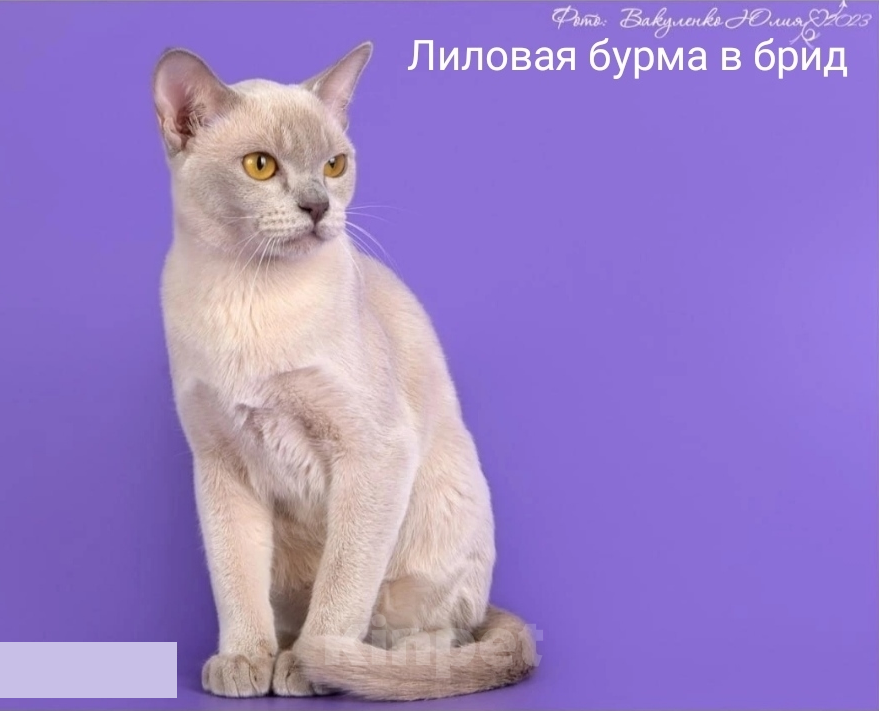 Кошки в Краснодаре: Лиловая бурма в брид  Девочка, 130 000 руб. - фото 1