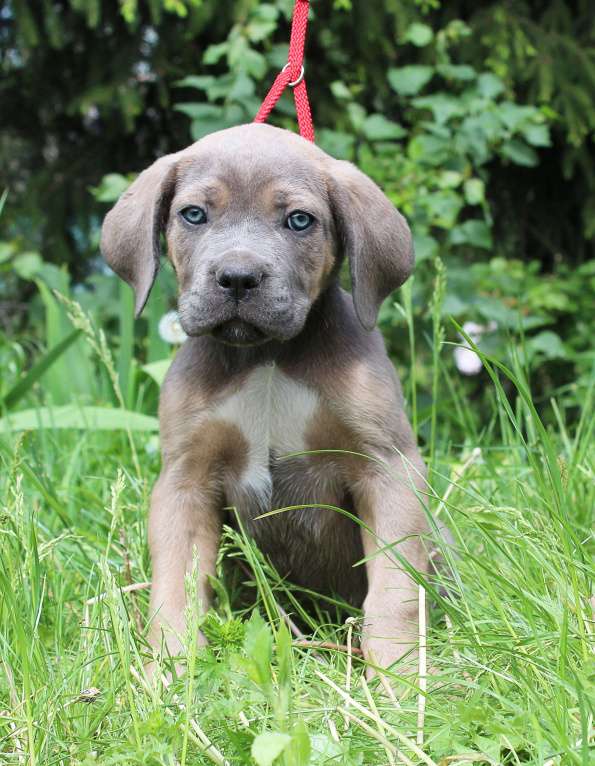 Собаки в Брянске: Предлагаются щенки Кане Корсо Мальчик, 50 000 руб. - фото 3