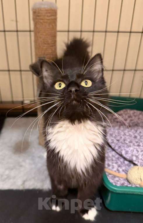 Кошки в Москве: Красотка Гвоздичка Девочка, 1 руб. - фото 4