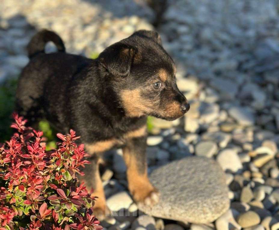 Собаки в Москве: Милая щенок-девочка Тея в добрые руки Девочка, Бесплатно - фото 3
