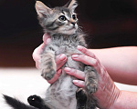 Кошки в Одинцово: котенок в дар Мальчик, 10 руб. - фото 4