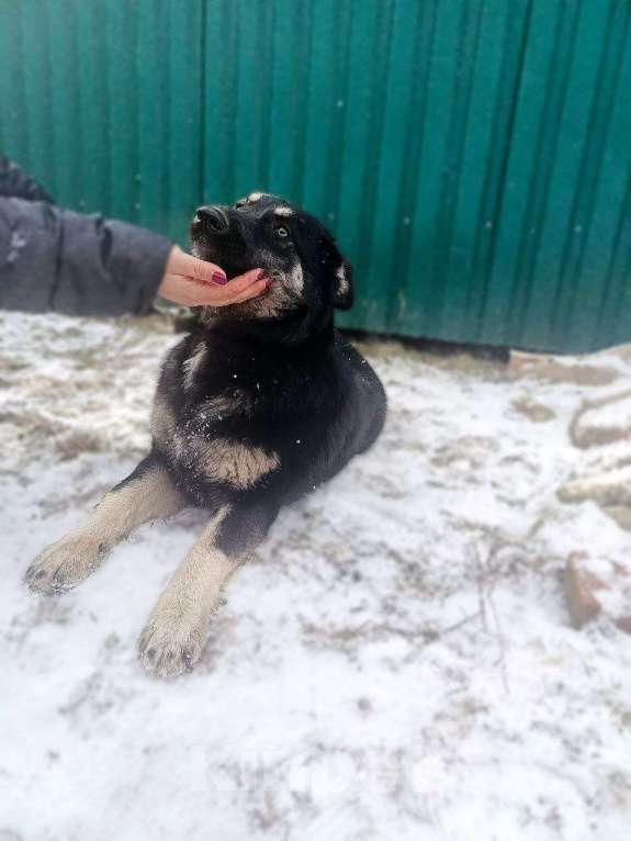 Собаки в Воскресенске: Малышка Ася ищет дом Девочка, Бесплатно - фото 4