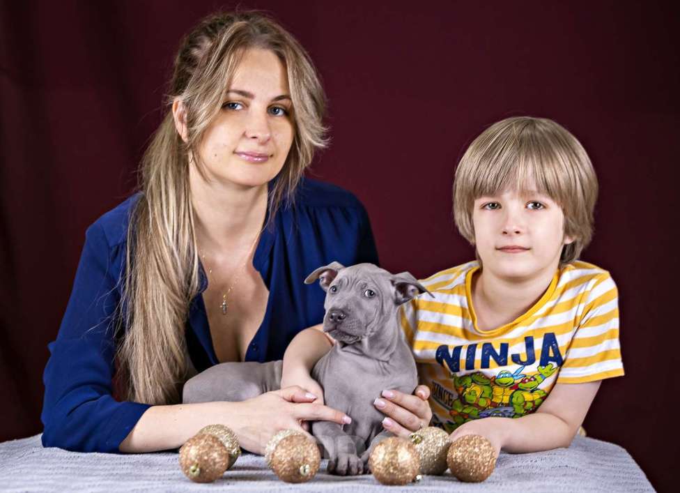 Собаки в других городах Московской области: Щенок Тайского Риджбека Девочка, 100 000 руб. - фото 2