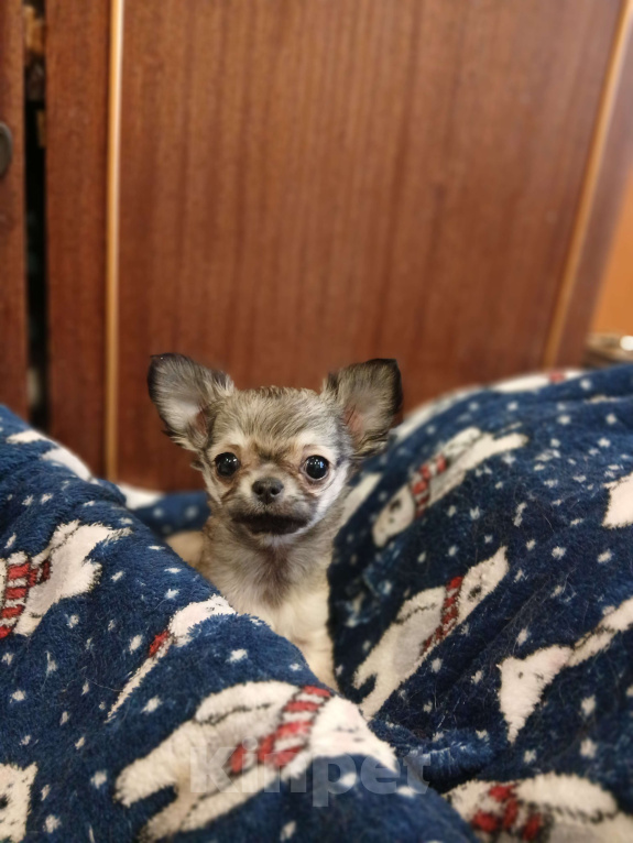 Собаки в Мурманске: Чихуахуа длинношерстная щенок Девочка, 40 000 руб. - фото 2