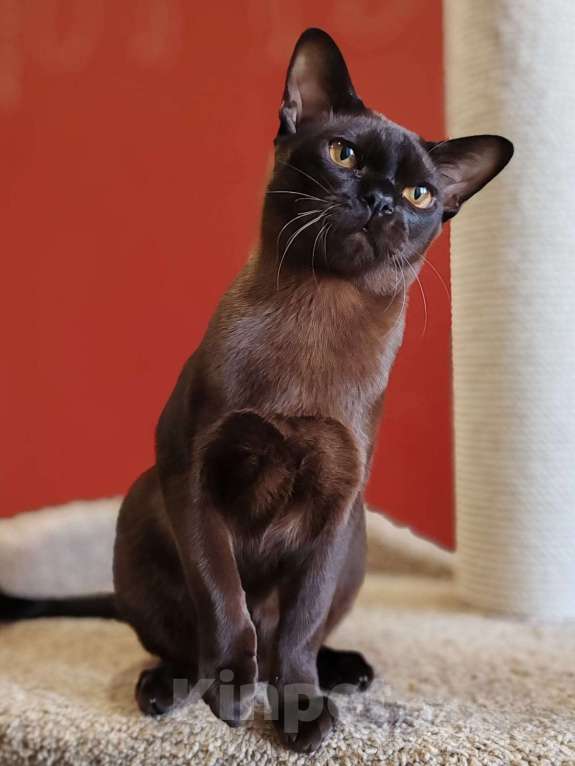 Кошки в Магнитогорске: Молодой кот европейской бурмы Мальчик, 60 000 руб. - фото 2