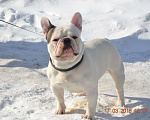 Собаки в Череповце: Французский бульдог, вязка, Бесплатно - фото 2