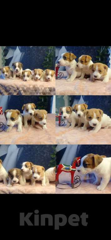 Собаки в Липецке: Щенки Девочка, Бесплатно - фото 3