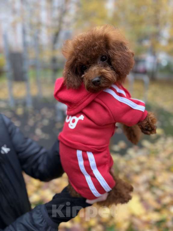 Собаки в Москве: Той пудель импорт Китай  Девочка, 180 000 руб. - фото 4