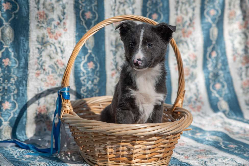Собаки в Москве: Щенок 2х месяцев Бентли в добрые руки Мальчик, Бесплатно - фото 5