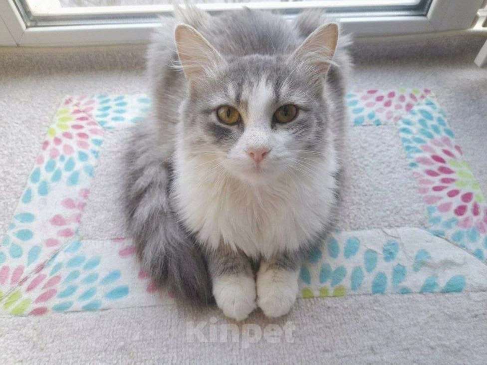 Кошки в Люберцах: Обаятельный котик Нафаня ищет семью! Мальчик, Бесплатно - фото 4