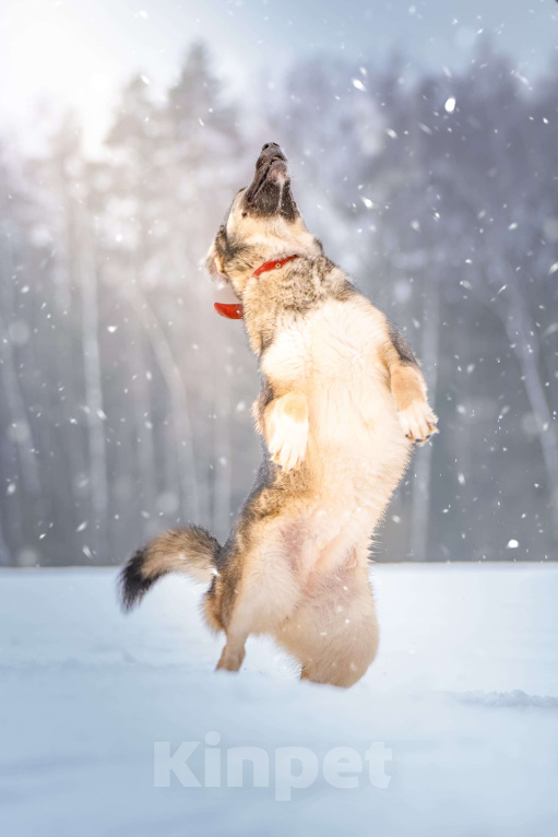 Собаки в Клине: Эстери — яркая звёздочка Девочка, Бесплатно - фото 2