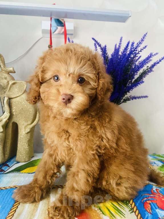 Собаки в Омске: Той пудель,щенок Мальчик, 80 000 руб. - фото 3