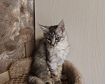 Кошки в Брянске: Котята мейн-кун Девочка, 15 000 руб. - фото 1