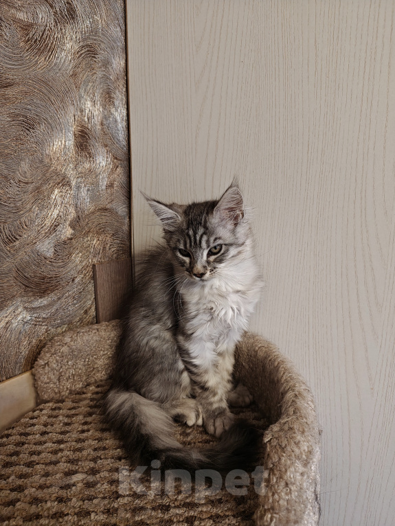 Кошки в Брянске: Котята мейн-кун Девочка, 15 000 руб. - фото 1