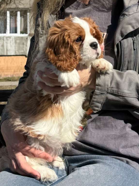 Собаки в Нижнем Новгороде: Кавалер кинг чарльз спаниель мальчик Мальчик, 100 руб. - фото 7